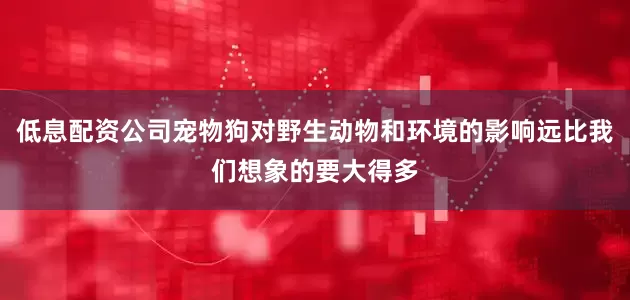 低息配资公司宠物狗对野生动物和环境的影响远比我们想象的要大得多